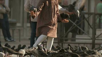 Kids hand feeding the pigeons video