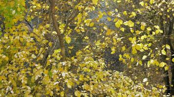 ein schleppend Bewegung von bunt Blätter fallen von das hell Gelb Baum Kronen video