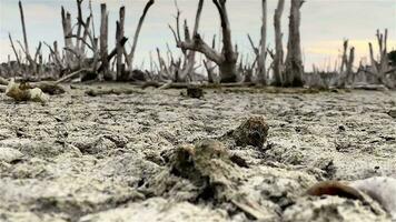 Zerstörung Mangrove Wald Landschaft, Zerstörung Mangrove Wald ist ein Ökosystem Das hat gewesen stark degradiert oder eliminiert eine solche wie Lebensraum, und Verschmutzung, nehmen Pflege von das Mangrove Wald. video