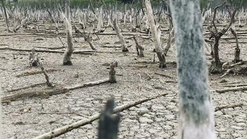 destrucción mangle bosque escenario, destrucción mangle bosque es un ecosistema ese tiene estado severamente degradado o eliminado tal como hábitat, y contaminación, tomar cuidado de el mangle bosque. video