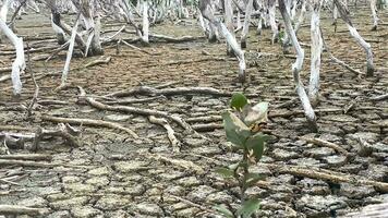 destrucción mangle bosque escenario, destrucción mangle bosque es un ecosistema ese tiene estado severamente degradado o eliminado tal como hábitat, y contaminación, tomar cuidado de el mangle bosque. video