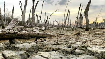 destrucción mangle bosque escenario, destrucción mangle bosque es un ecosistema ese tiene estado severamente degradado o eliminado tal como hábitat, y contaminación, tomar cuidado de el mangle bosque. video