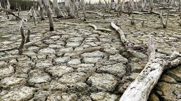 distruzione mangrovia foresta scenario, distruzione mangrovia foresta è un ecosistema quello ha stato gravemente degradato o eliminato come come habitat, e inquinamento, prendere cura di il mangrovia foresta. video