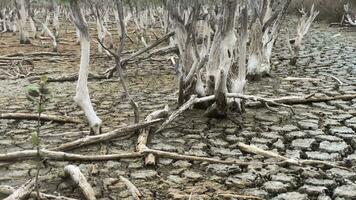 destruction mangrove forêt paysage, destruction mangrove forêt est un écosystème cette a été gravement dégradé ou éliminé tel comme habitat, et pollution, prendre se soucier de le mangrove forêt. video