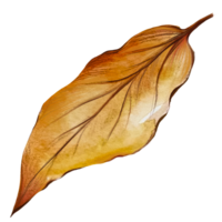 yellow ash leaf drawing watercolor png