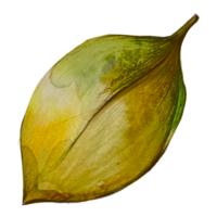 dry leaf watercolor drawing png