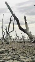 Destruction mangrove forest scenery, destruction mangrove forest is an ecosystem that has been severely degraded or eliminated such as habitat, and pollution, take care of the mangrove forest. video