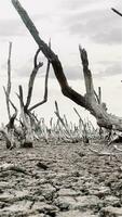 Destruction mangrove forest scenery, destruction mangrove forest is an ecosystem that has been severely degraded or eliminated such as habitat, and pollution, take care of the mangrove forest. video