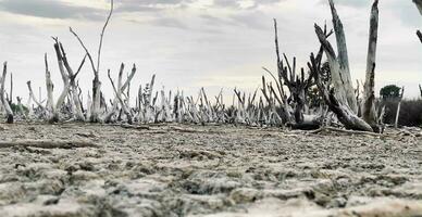 destruction mangrove forêt paysage, destruction mangrove forêt est un écosystème cette a été gravement dégradé ou éliminé tel comme habitat, et pollution, prendre se soucier de le mangrove forêt. video