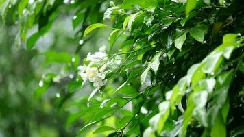 Rain falling leaves nature background video concept, Drops of falling rain and tree branch with green leaves illuminated by the shining sun, Raindrops, Natural background, Nature phenomenon backdrop