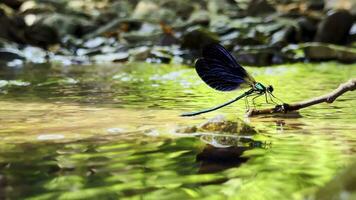 dier insect draak vlieg helikopter kever in rivier- video