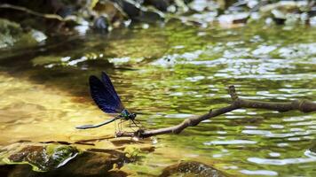 Animal Insect Dragon Fly helicopter Bug in River video