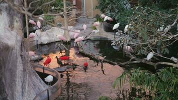 Roseate spoonbills and red herons in the pond video