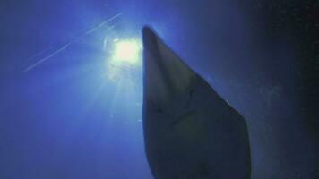 tubarões e arraias a partir de abaixo com Sol brilhando video