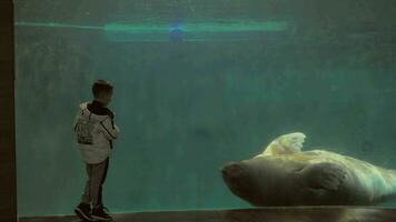 Child watching swimming walrus in the oceanarium video
