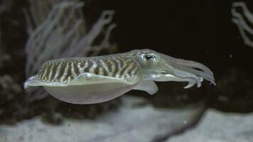 Underwater view of commom cuttlefish video