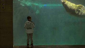 kind aan het kijken walrussen in aquarium video