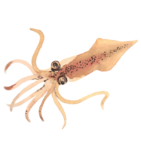 squid seafood watercolor png