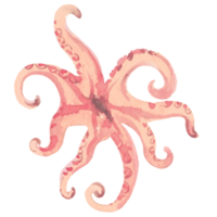 squid seafood watercolor png