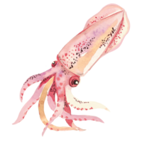 calamar Fruit de mer aquarelle png