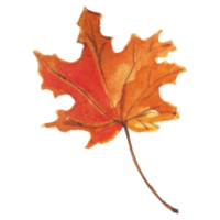 Ahorn Blatt Herbst Bäume Jahreszeit png