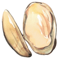 shell seafood sea watercolor png