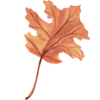 Ahorn Blatt Herbst Bäume Jahreszeit png