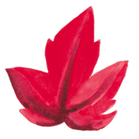 maple leaf autumn trees season png