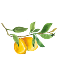 limón naranja acuarela png