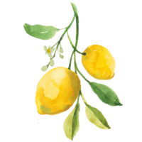 limón marco de limón png