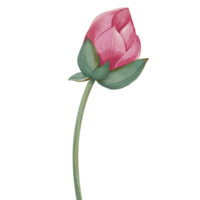 lotus fleur Royal lotus fleur rose png