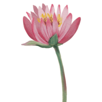 Lotus Blume königlich Lotus Blume Rosa png