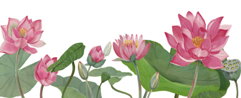 Lotus flower royal lotus flower pink png