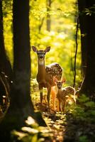 A peaceful doe tenderly watches over her slumbering fawn amidst the serene beauty of a sun-dappled woodland photo