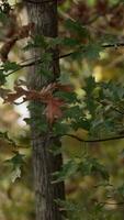 träd, löv, och naturens vaggvisa video