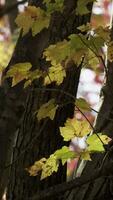 sussurrando boschi e danza le foglie video