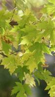 jeder Blatt erzählt ein Wald Geschichte video