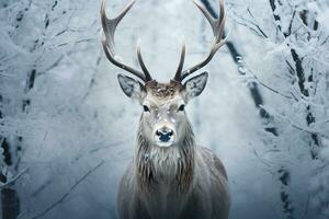 majestuoso reno adornado con vibrante cornamenta crear un cautivador bajo alivio en contra prístino Nevado blanco antecedentes foto