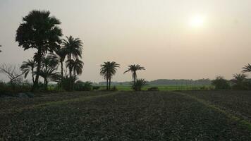 Crop field on the sunrise photo