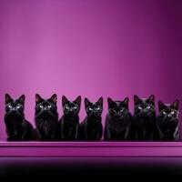 A captivating image of black cat silhouettes against a deep purple backdrop offering ample empty space for text photo