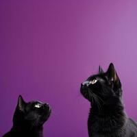 A captivating image of black cat silhouettes against a deep purple backdrop offering ample empty space for text photo