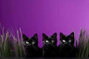 A captivating image of black cat silhouettes against a deep purple backdrop offering ample empty space for text photo