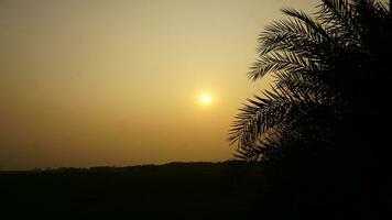 Sunset with a date tree photo