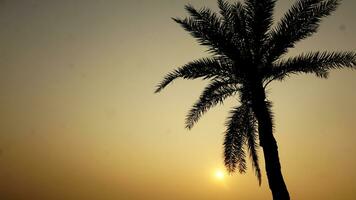 Sunset with a date tree photo