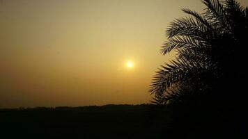 Sunset with a date tree photo