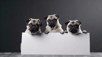 Cute pugs hold white empty paper board mockup. Isolated on gray background. AI Generated photo