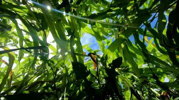 brillante verde maíz tallos en verano video