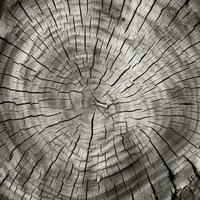 Detailed Texture of Tree Bark in Monochrome with an Organic Feel, Ideal for Environmental Campaigns AI Generative photo