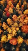 Aerial view of an enchanting autumn forest with vibrant hues of orange, red, and gold photo