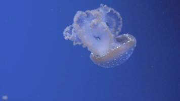 White spotted jellyfish swimming video